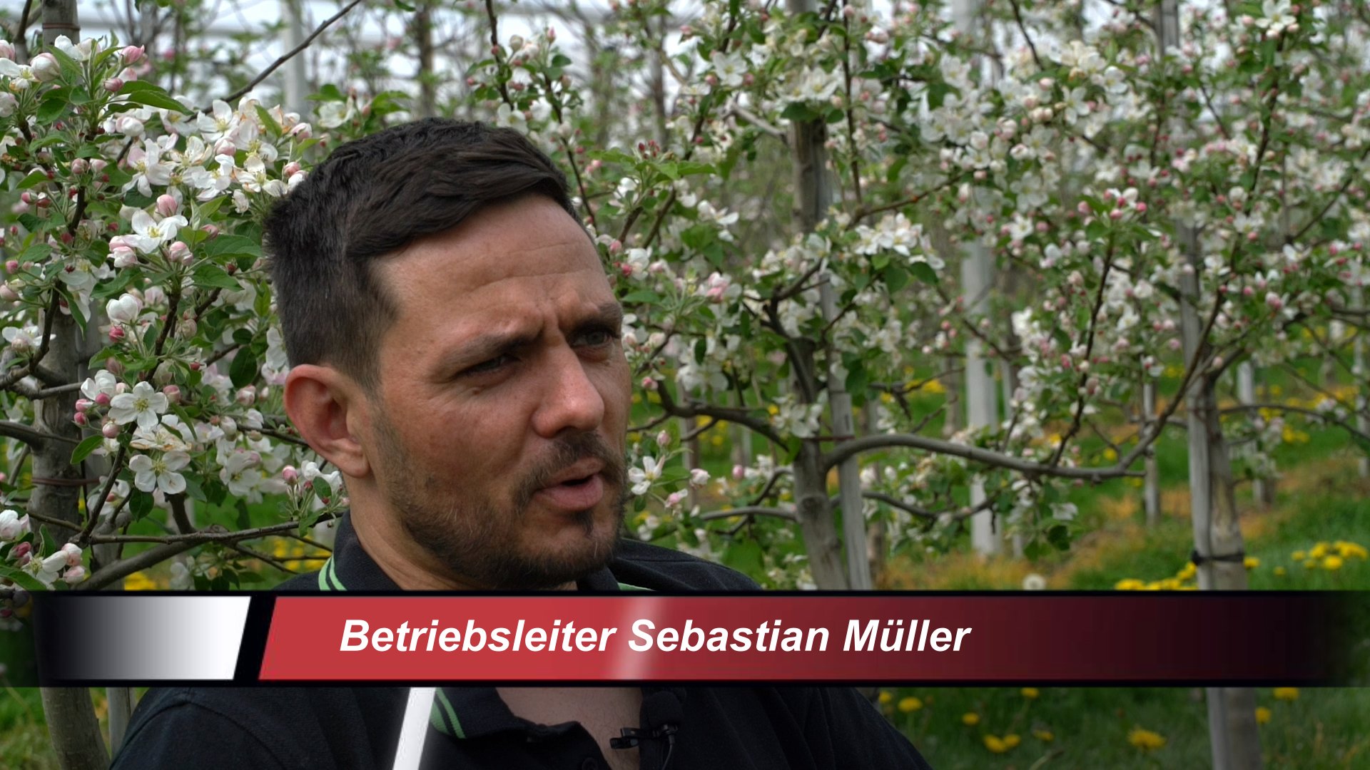 Apfelblüte